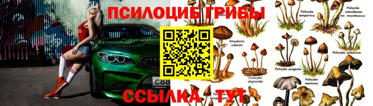 Псилоцибиновые грибы Psilocybe  Вход с VPN  Борзя  Псилоцибиновые грибы мицелий 